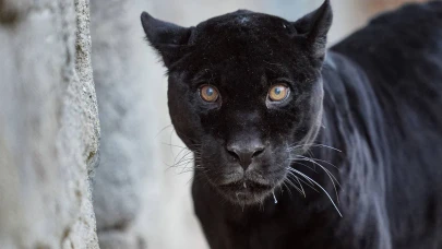 İzmir Doğal Yaşam Parkı jaguarı Juliet Neden Öldü?