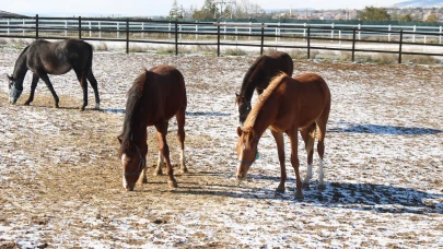 “Don, Buz, Emek: At Yetiştiricileri Kışa Meydan Okuyor”