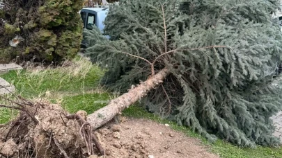 Eskişehir’de Şiddetli Rüzgar Ağaçları Devirdi