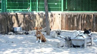 Odunpazarı’nda Sokak Köpekleri İçin Yeni Dönem: O Karar Meclisten Geçti