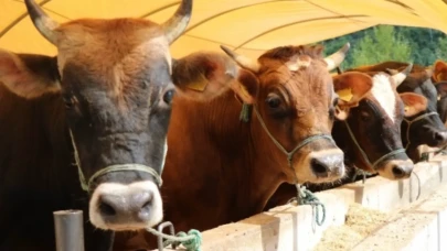 Besilik Hayvan İthalatı Başvuruları Ertelendi: Yeni Tarih Açıklandı