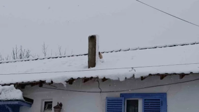 Çatıda Mahsur Kalan Yavru Köpek Böyle Kurtarıldı