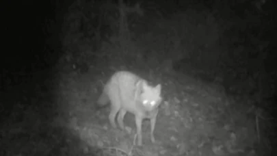 Fotokapan Bu Kez Kurt ve Çakalı Birlikte Yakaladı