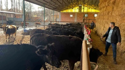 “Kırsalda Bereket” Projesinde Hayvanlara Sağlık Taraması Yapıldı