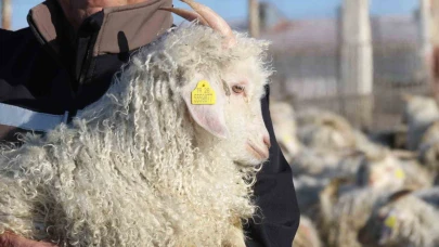 Yok Olma Tehlikesindeki Ankara Keçisi Eskişehir’de Koruma Altında