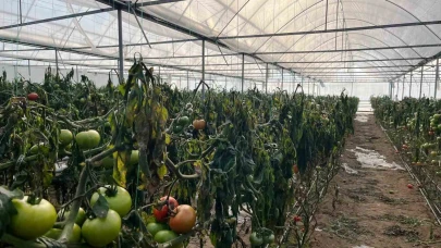 Kütahya’nın Simav İlçesinde Don Olayı Üreticiyi Etkiledi