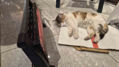 Soğuktan Üşüyen Kedi Elektrikli Isıtıcının Karşısında Isındı
