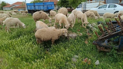 Eskişehir&#8217;de Küçükbaş Kurbanlık Fiyatı Belli Oldu