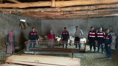 Kaybolan Küçükbaş Hayvanları Jandarma Buldu