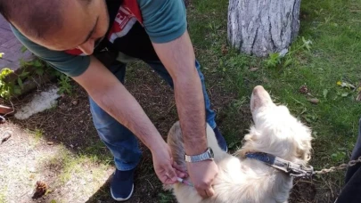 Eskişehir’de 11 Bin Kedi ve Köpek Aşılandı