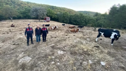 Eskişehir&#8217;de Kayıp 15 Büyükbaş Jandarma Tarafından Bulundu