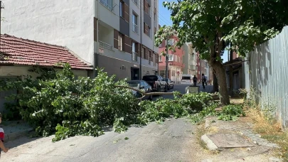 Eskişehir&#8217;de Yola Devrilen Ağaç Endişelendirdi!