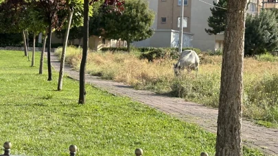 Eskişehir&#8217;de Çocuk Parkında Başı Boş Gezen Atlar