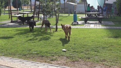 Başıboş Köpek Sorunu Eskişehir&#8217;de O Mahalleyi Bıktırdı!