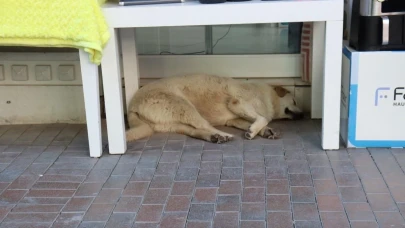 Eskişehir’de Sıcaktan Bunalan Sevimli Köpek