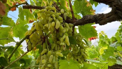 Eskişehir&#8217;de Yüksek Sıcaklık Yüzünden Verim Düştü