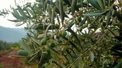 Eskişehirli Çiftçiler Zeytin Rekoltesini 5 Ton Bekliyor
