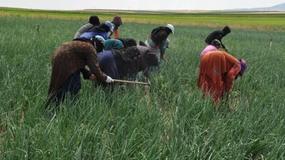 Eskişehir&#8217;de Bu Sıcakta Güneş Altında Çalışan Tarım İşçileri