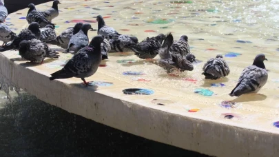 Eskişehir’de Güvercinler Süs Havuzlarında Serinliyor
