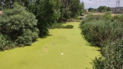 Eskişehir Beylikova’dan Geçen Porsuk Çayı Yosunla Kaplandı