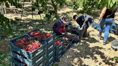 Eskişehir Mihalıççık Kirazındaki Verim Çiftçileri Güldürdü