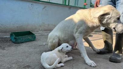 Eskişehir Sivrihisar&#8217;da Akbaşların Üreme Dönemi Başladı