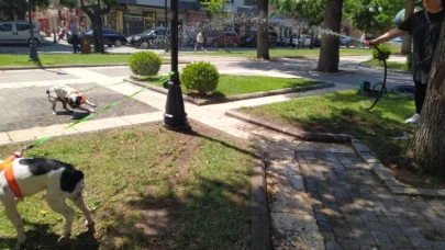 Eskişehir&#8217;de Çim Sulama Hortumuyla Serinleyen Köpekler