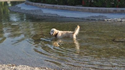 Eskişehir’de Sıcaktan Bunalan Sevimli Köpek Havuza Girdi