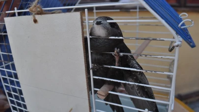 Eskişehir’de Esnafın Yardım Ettiği Yaralı Ebabil Kuşu