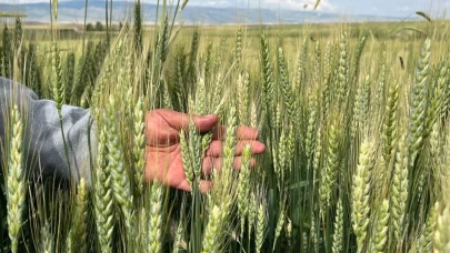 Eskişehir&#8217;de Çiftçiler Pas Hastalığından Endişeli