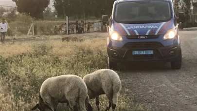 Eskişehir&#8217;de Kaybolan Kurbanlık Koyunları Jandarma Buldu