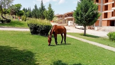 Eskişehir&#8217;de Sahipsiz At Dikkat Çekti