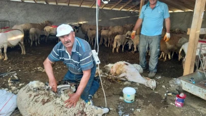 Eskişehir Günyüzü&#8217;nde Koyun Kırkım Sezonu Başladı