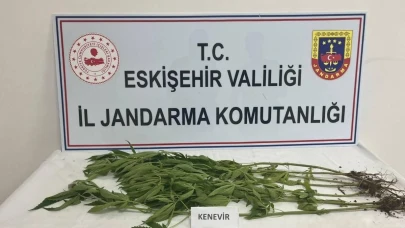 Eskişehir&#8217;de Kenevir Yetiştiricilerine Jandarma Operasyonu