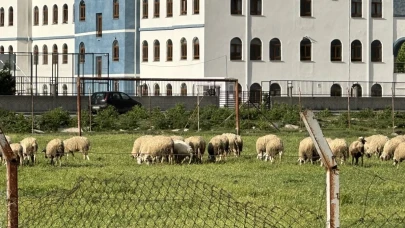 Eskişehir&#8217;de Eski Futbol Sahası, Yeni Otlama Alanı