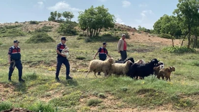 Eskişehir&#8217;de Kaybolan Küçükbaş Hayvanları Jandarma Buldu