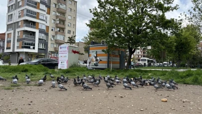 Eskişehir&#8217;de Kuşların Ekmek Büfesi Yanında Günlük Bekleyişi