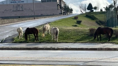 Eskişehir&#8217;de Caddedeki Başıboş Atlar Trafiği Tehlikeye Soktu