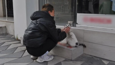 Çarpıp Kaçılan Kediye Öğrenciler Sahip Çıktı