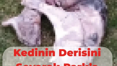 Eskişehir&#8217;de Kedinin Derisini Yüzerek Park&#8217;a Attılar.