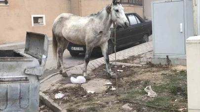 Başıboş gezen atlar yine cadde ve sokaklarda