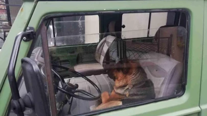 Her sabah şoför koltuğunda bekleyen sevimli köpek merak konusu oldu