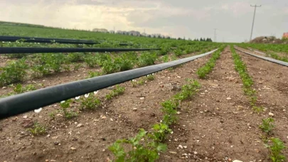 Yağışlar üreticinin yüzünü güldürse de yeraltı sularındaki seviye düşündürüyor