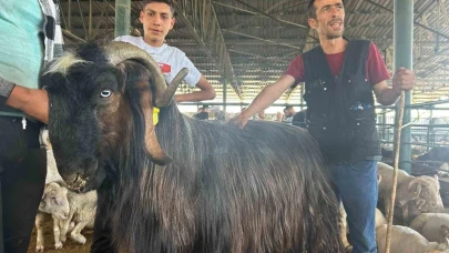 Haber olan ‘Karaoğlan’ yurt dışına satıldı