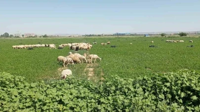 Eskişehir’de çiftçiler satamadıkları maydanozu koyunlara yedirdi