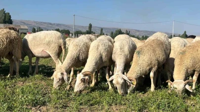 30 dekar maydanoz tarlasında koyunlar otluyor