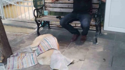 Taksi Durağı Çalışanı Sakat Köpeğe Yardımcı Oluyor