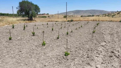 Günyüzü’nde "GÜNY'ÜZÜM" Projesiyle Bağcılık Yeniden Canlanıyor