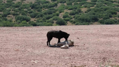 Eskişehir’de Koyun Sürüsü Sokak Köpekleri Tarafından Telef Edildi