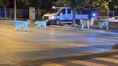 Sürü Halinde Gezen Köpekler Vatandaşları Korkutuyor